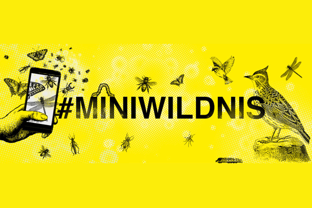 Miniwildnis